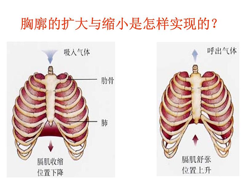 《发生在肺内的气体交换》课件第6页