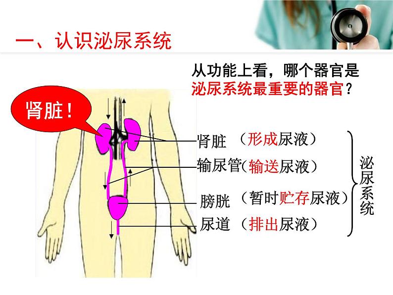《人体内废物的排出》课件第4页