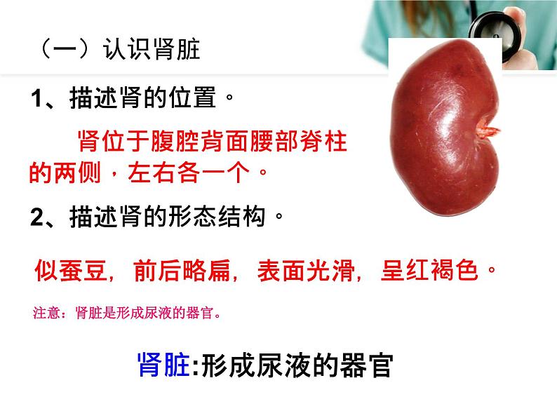 《人体内废物的排出》课件第6页