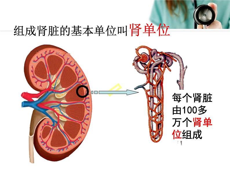 《人体内废物的排出》课件第8页