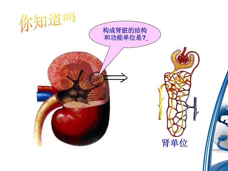 《人体内废物的排出》课件第6页
