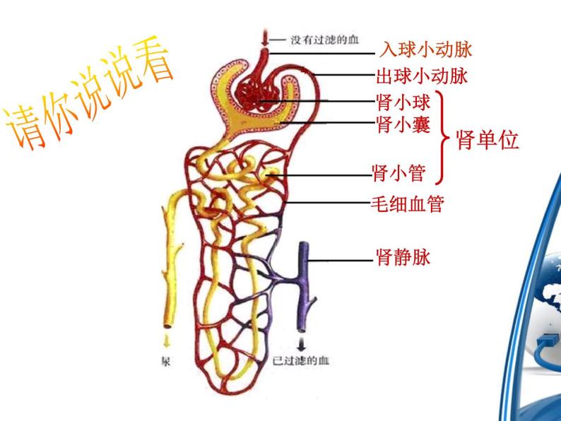 《人体内废物的排出》课件07