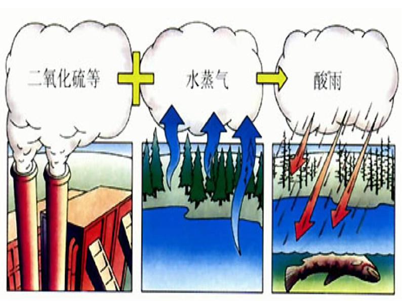 《探究环境污染对生物的影响》课件04