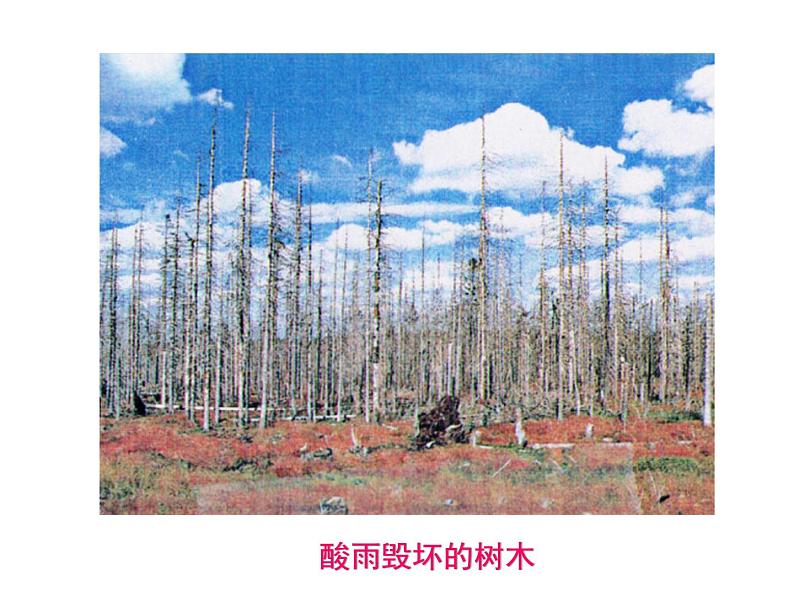 《探究环境污染对生物的影响》课件08
