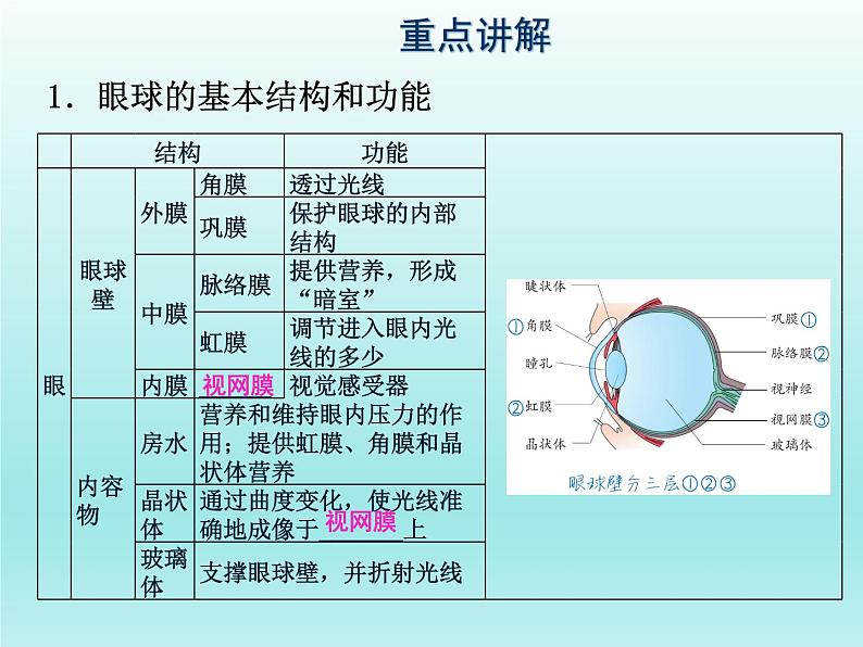 2022年中考生物一轮复习课件:人体生命活动的调节第5页