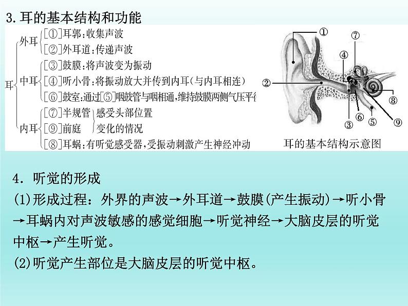 2022年中考生物一轮复习课件:人体生命活动的调节第7页