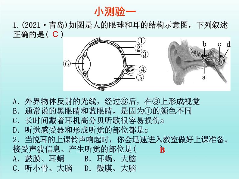 2022年中考生物一轮复习课件:人体生命活动的调节第8页
