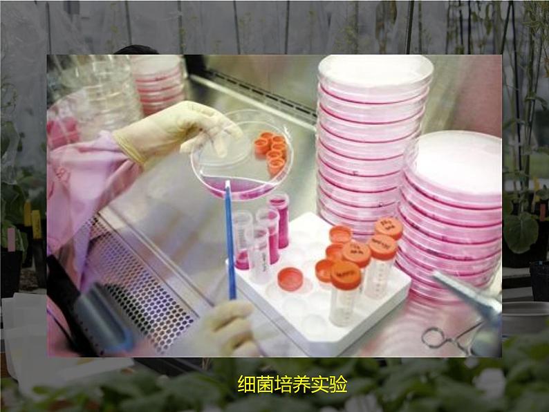 1.2.1 生物学是探索生命的科学 课件 北师大七年级生物上册06