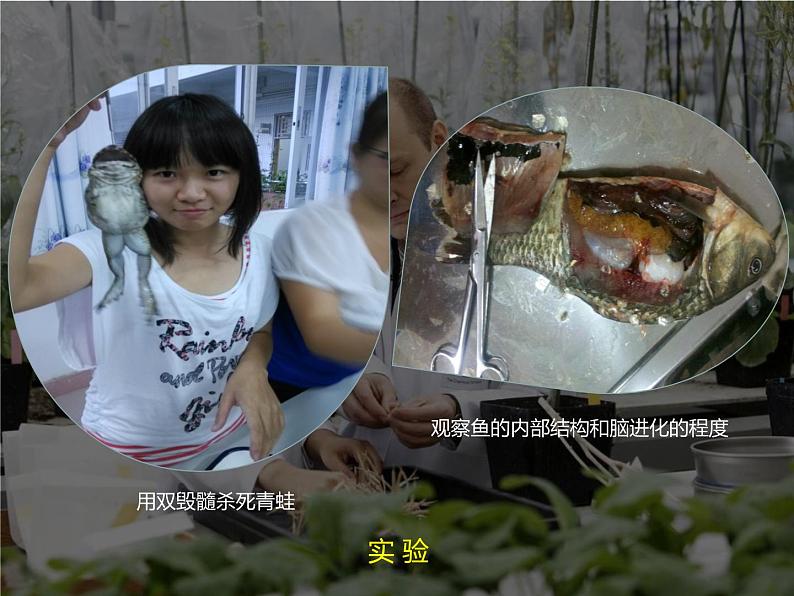 1.2.1 生物学是探索生命的科学 课件 北师大七年级生物上册07