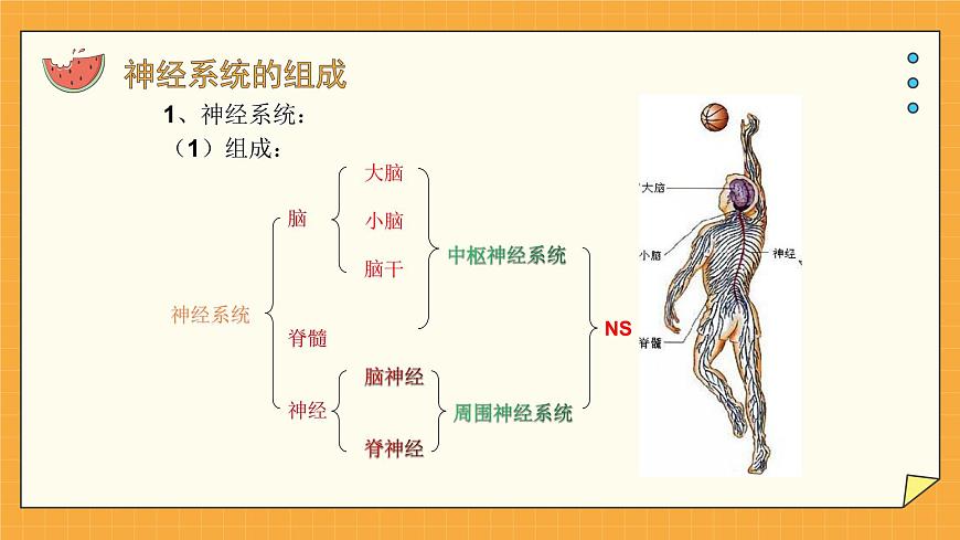 5.2 神經(jīng)調(diào)節(jié)的結(jié)構(gòu)基礎 課件第4頁