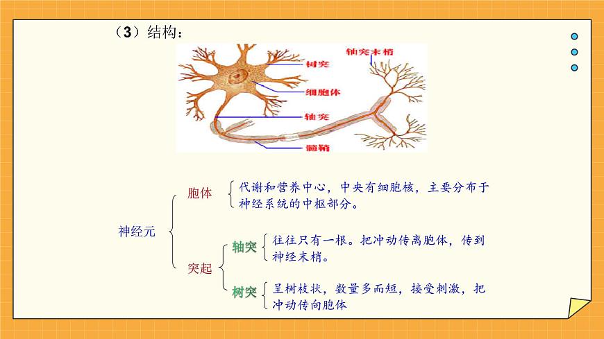 5.2 神經(jīng)調(diào)節(jié)的結(jié)構(gòu)基礎 課件第6頁