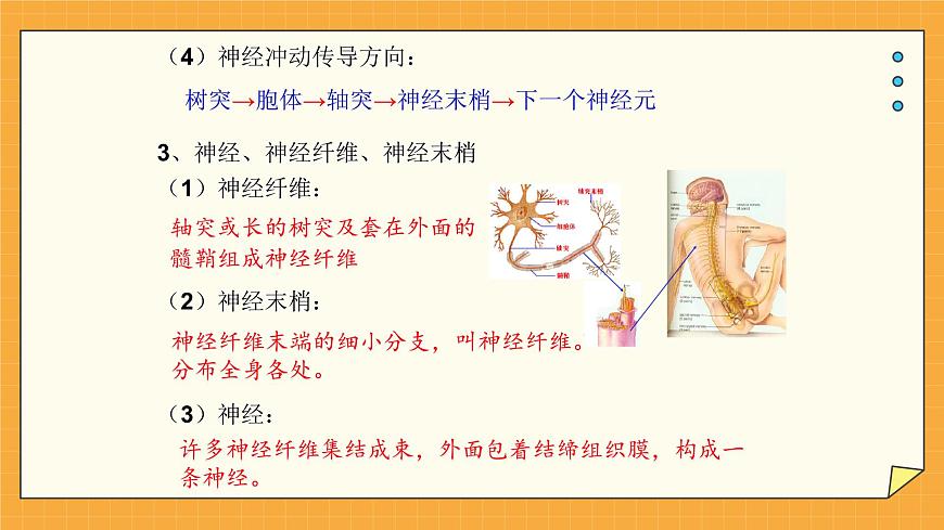 5.2 神經(jīng)調(diào)節(jié)的結(jié)構(gòu)基礎 課件第7頁