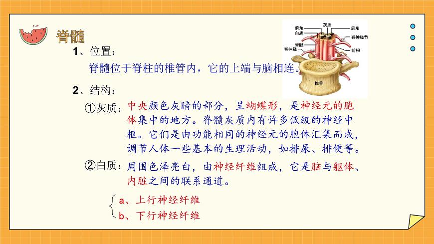 5.2 神經(jīng)調(diào)節(jié)的結(jié)構(gòu)基礎 課件第8頁