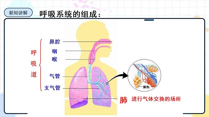 2.1人體與外界的氣體交換 課件第3頁