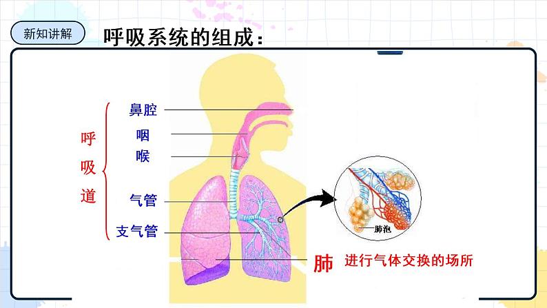2.1 人体与外界的气体交换(课件+教学设计+练习+学案)03