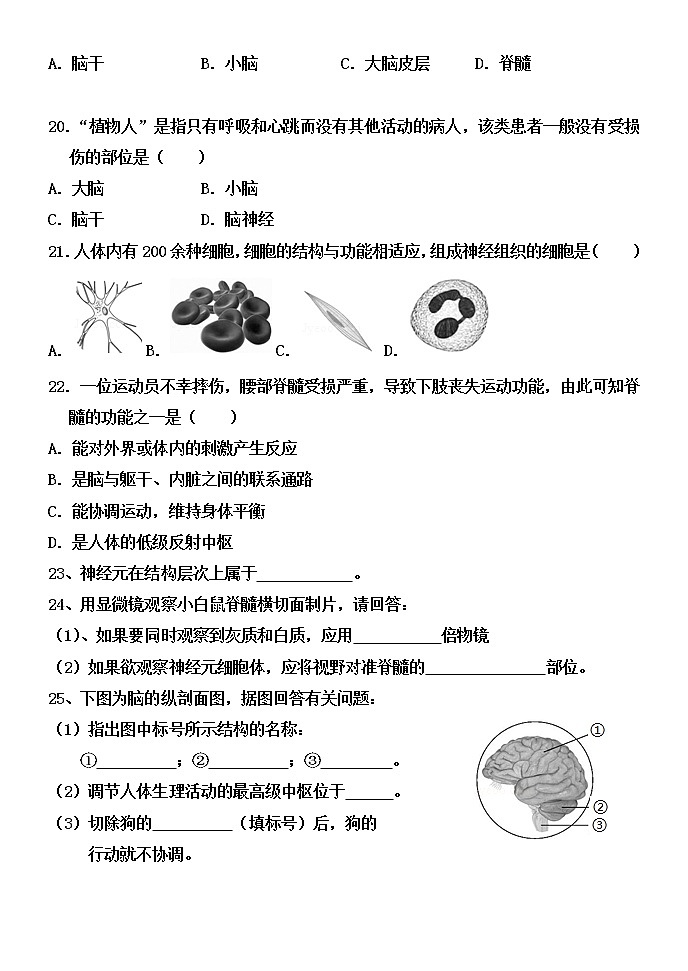 5.2 神經(jīng)調(diào)節(jié)的結(jié)構(gòu)基礎(chǔ) 練習(xí)第3頁(yè)