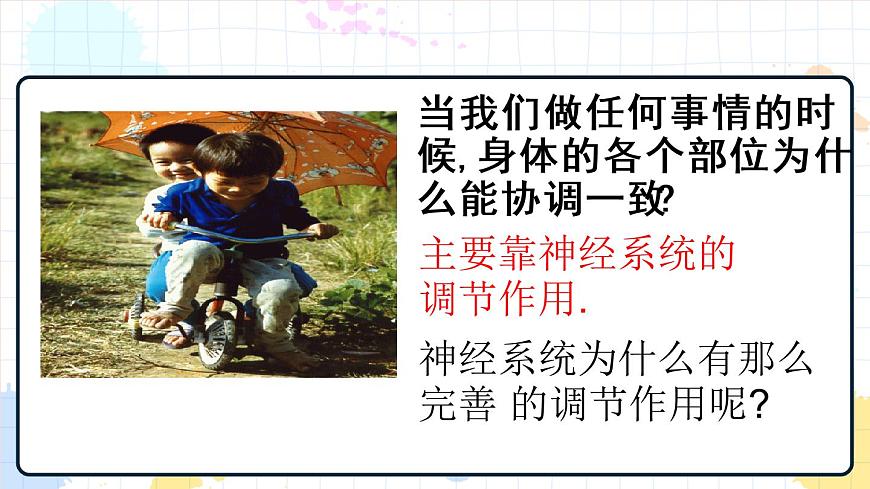 5.2 神經(jīng)調(diào)節(jié)的結(jié)構(gòu)基礎(chǔ) 課件第4頁(yè)