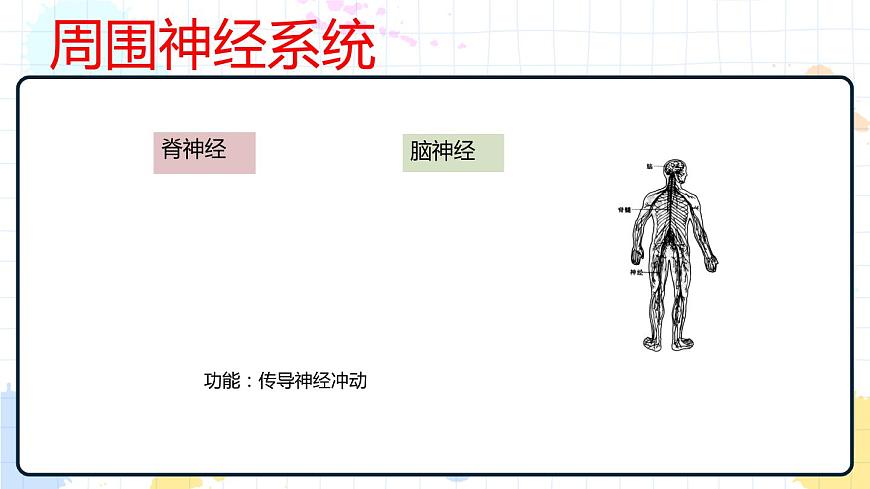 5.2 神經(jīng)調(diào)節(jié)的結(jié)構(gòu)基礎(chǔ) 課件第6頁(yè)
