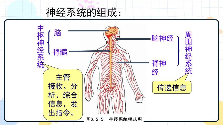 5.2 神經(jīng)調(diào)節(jié)的結(jié)構(gòu)基礎(chǔ) 課件第7頁(yè)