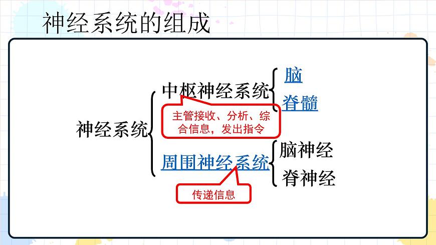 5.2 神經(jīng)調(diào)節(jié)的結(jié)構(gòu)基礎(chǔ) 課件第8頁(yè)