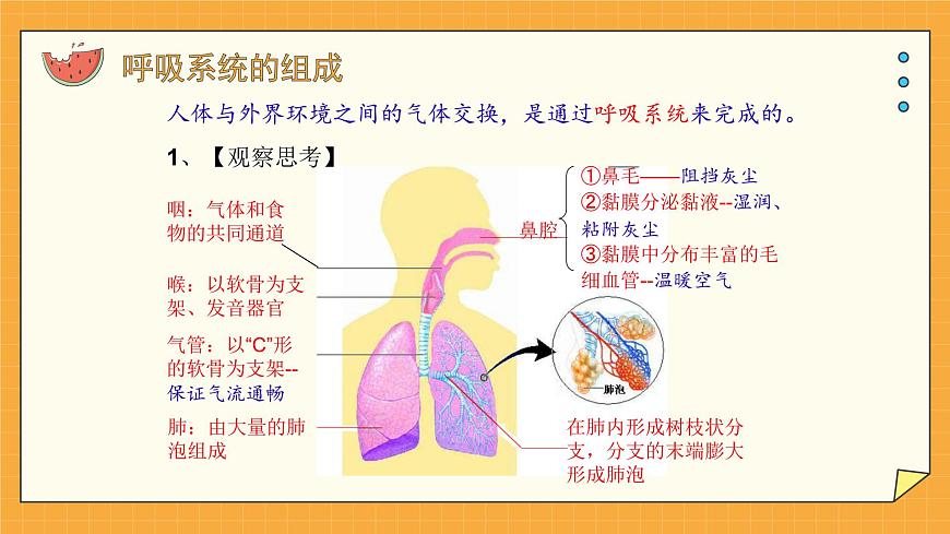 2.1人體與外界的氣體交換 課件第4頁
