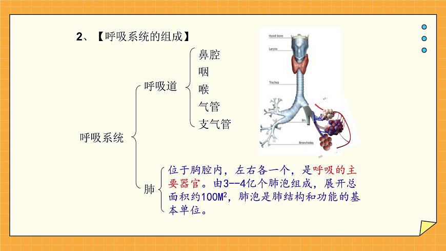 2.1人體與外界的氣體交換 課件第5頁
