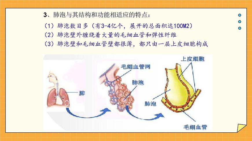 2.1人體與外界的氣體交換 課件第6頁