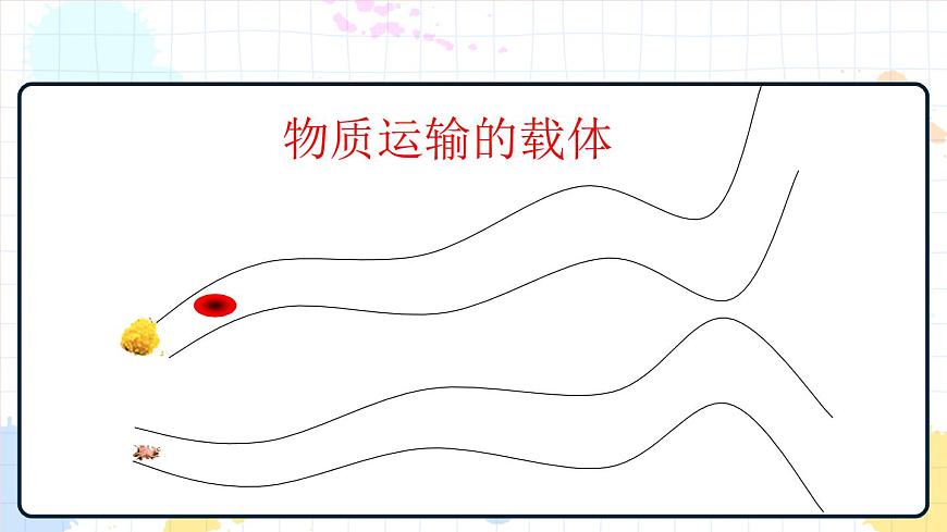 3.1 物質(zhì)運(yùn)輸?shù)妮d體 課件第5頁(yè)