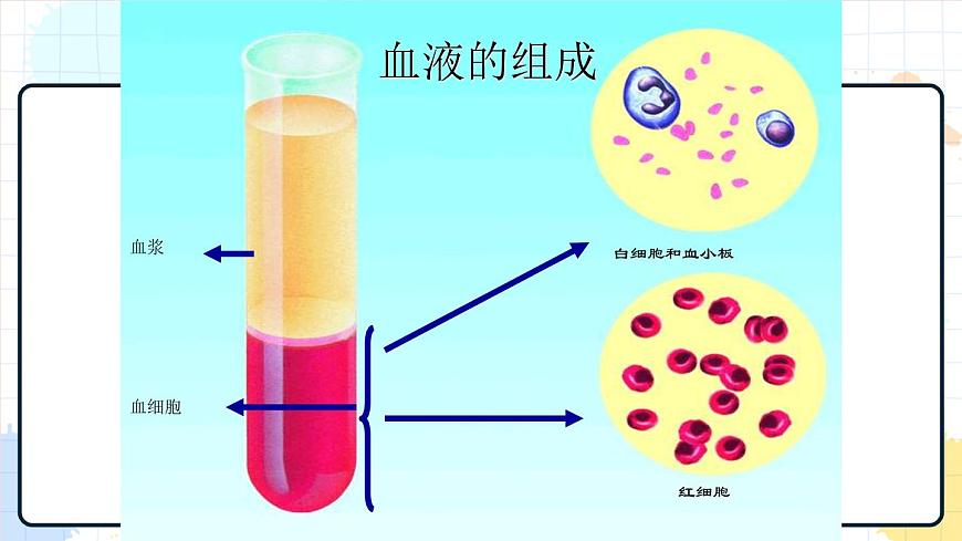 3.1 物質(zhì)運(yùn)輸?shù)妮d體 課件第8頁(yè)