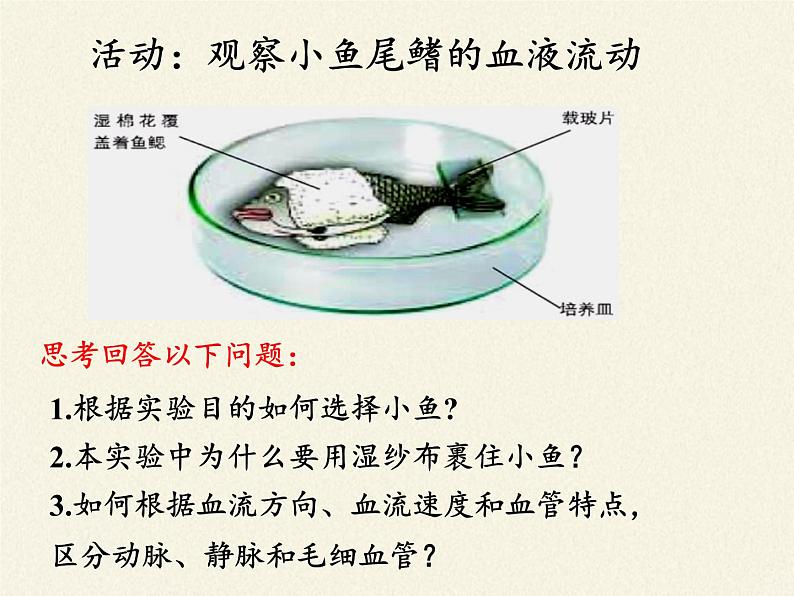 北师大版生物七年级下册 第9章 第2节 血液循环(2)(课件)第3页