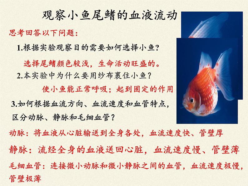 北师大版生物七年级下册 第9章 第2节 血液循环(2)(课件)第4页