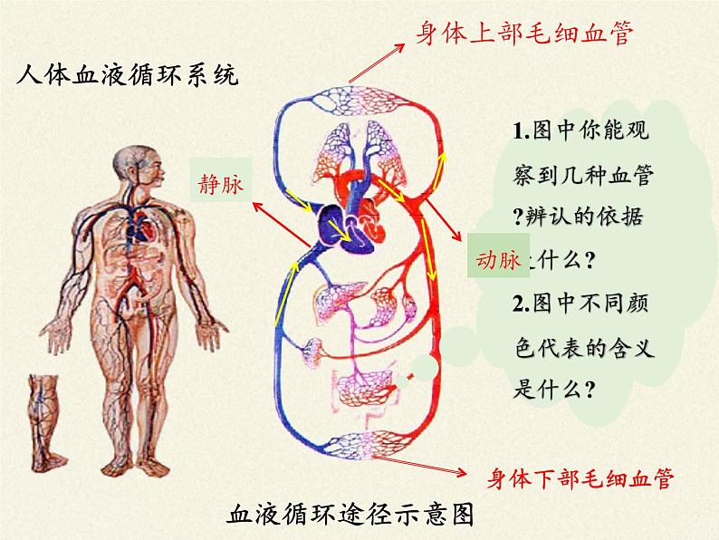 北师大版生物七年级下册 第9章 第2节 血液循环(2)(课件)第5页