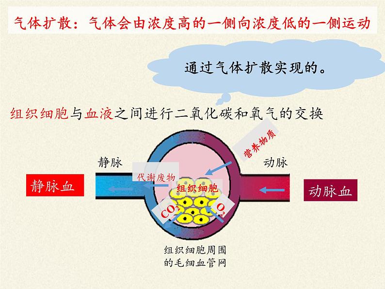 北师大版生物七年级下册 第9章 第2节 血液循环(2)(课件)第8页
