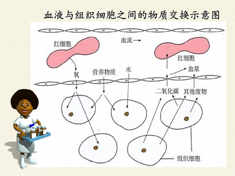 北师大版生物七年级下册 第9章 第2节 血液循环(10)(课件)第7页