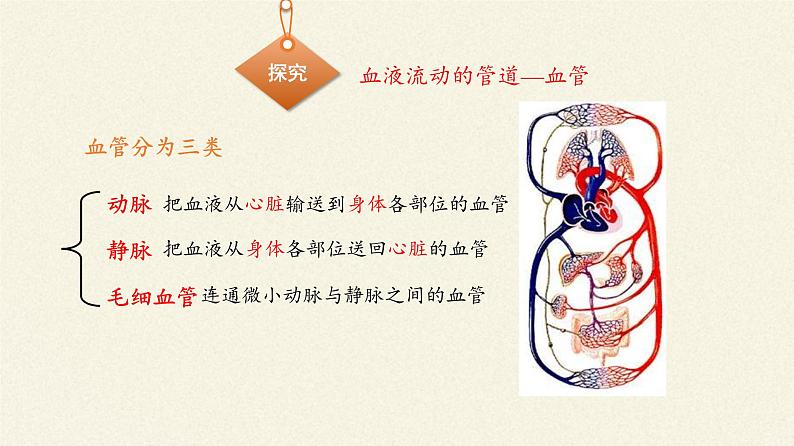 北师大版生物七年级下册 第9章 第2节 血液循环(12)(课件)04
