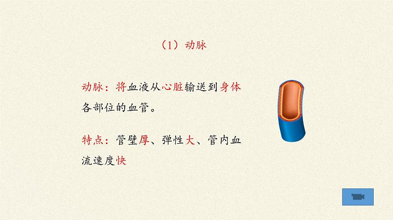 北师大版生物七年级下册 第9章 第2节 血液循环(12)(课件)06
