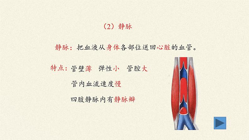 北师大版生物七年级下册 第9章 第2节 血液循环(12)(课件)07