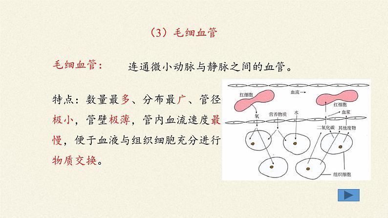 北师大版生物七年级下册 第9章 第2节 血液循环(12)(课件)08
