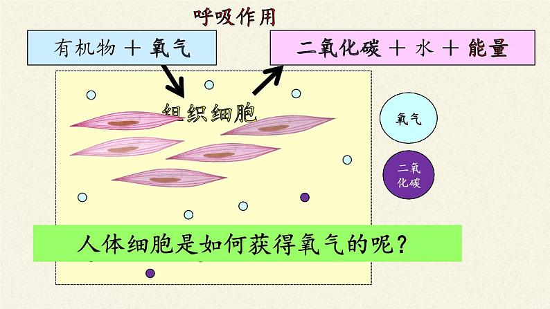 北师大版生物七年级下册 第10章 第2节 人体细胞获得氧气的过程(4)(课件)第4页