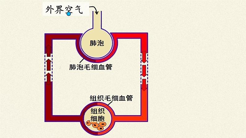 北师大版生物七年级下册 第10章 第2节 人体细胞获得氧气的过程(4)(课件)第6页