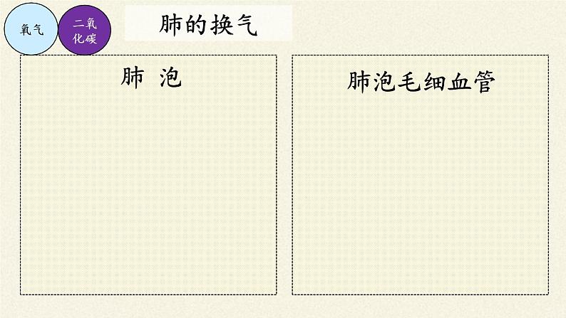 北师大版生物七年级下册 第10章 第2节 人体细胞获得氧气的过程(4)(课件)第7页