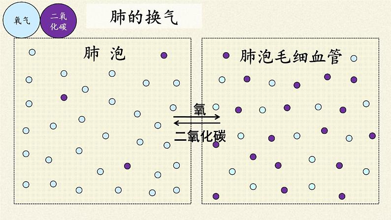北师大版生物七年级下册 第10章 第2节 人体细胞获得氧气的过程(4)(课件)第8页