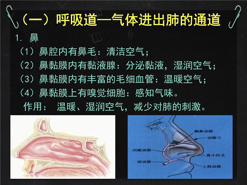 北师大版生物七年级下册 第10章 第2节 人体细胞获得氧气的过程(1)(课件)第6页