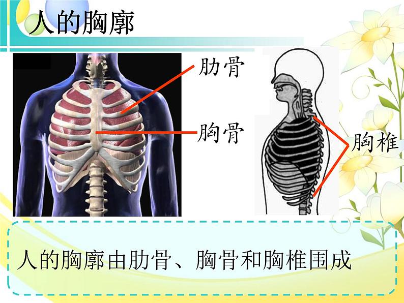 北师大版生物七年级下册 第10章 第2节 人体细胞获得氧气的过程 (第2课时)(课件)第5页