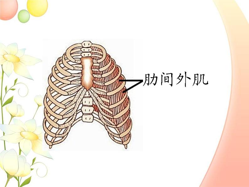 北师大版生物七年级下册 第10章 第2节 人体细胞获得氧气的过程 (第2课时)(课件)第6页