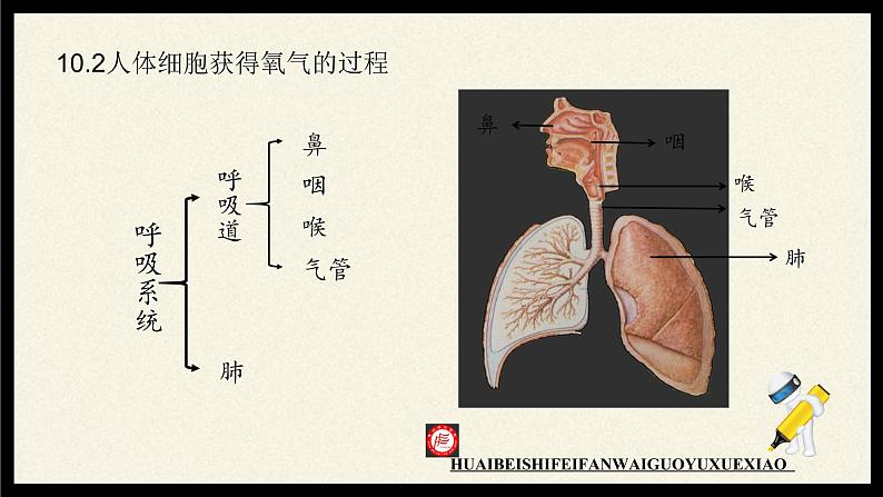 北师大版生物七年级下册 第10章 第2节 人体细胞获得氧气的过程(7)(课件)第5页