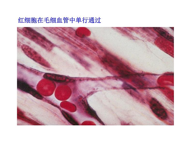 北师大版生物七年级下册 第9章 第2节 血液循环_(课件)第6页