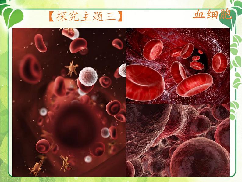 北师大版生物七年级下册 第9章 第1节 血液(2)(课件)第6页