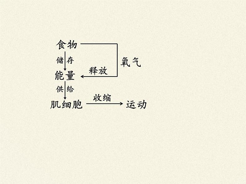 北师大版生物七年级下册 第10章 第1节 食物中能量的释放(5)(课件)第6页
