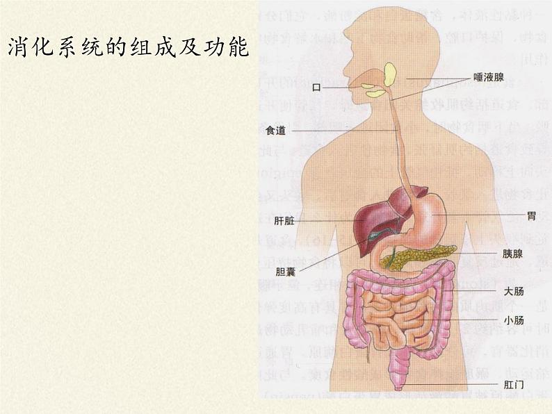 北师大版生物七年级下册 第8章 第2节 食物的消化和营养物质的吸收(8)(课件)第2页